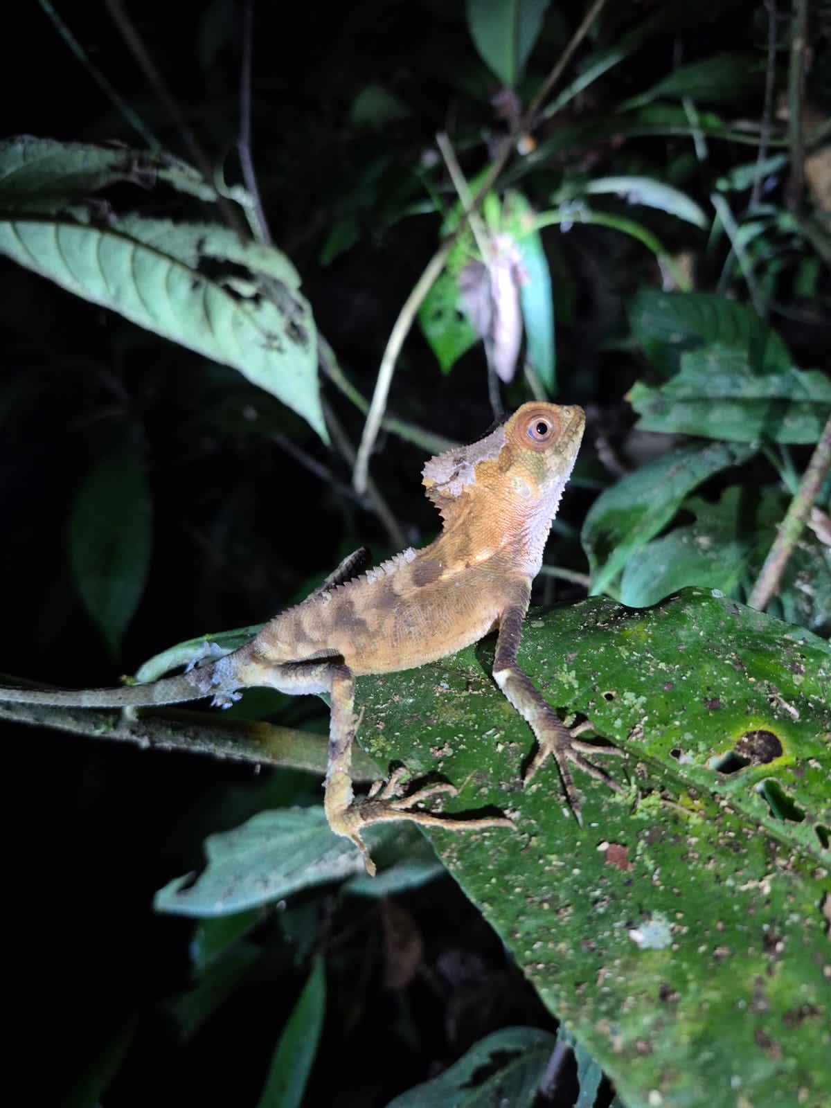 Smooth Helmeted Iguana